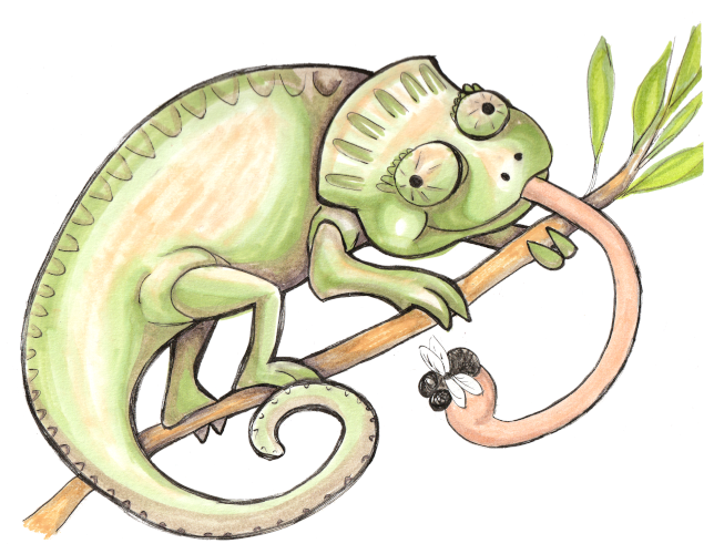 Chameleon eating a fly